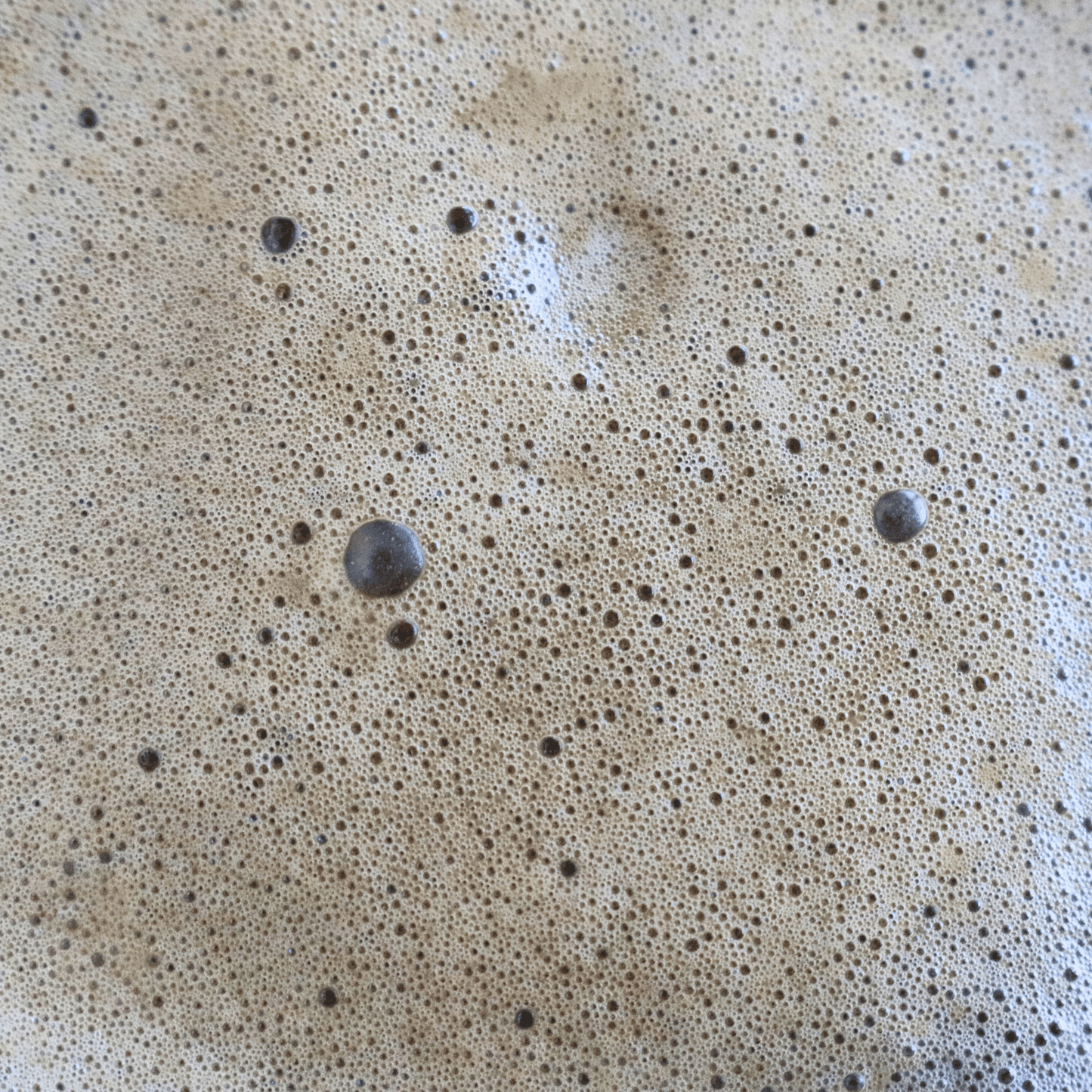 Hojicha Foam