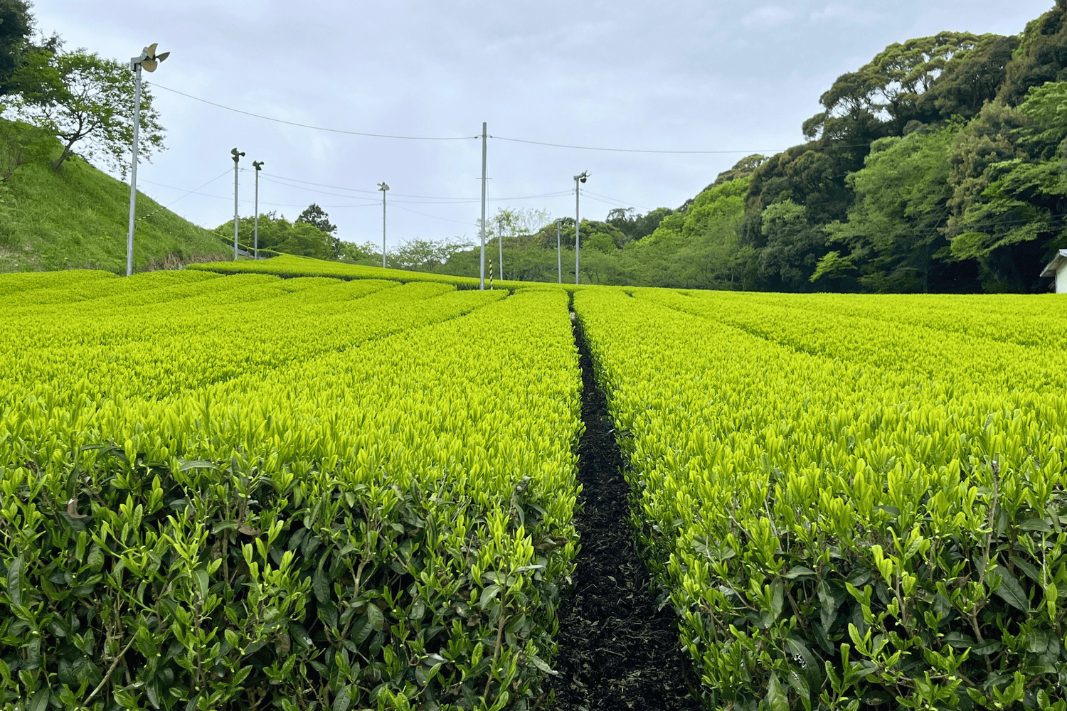 Tea Farms in Shizouka, Japan